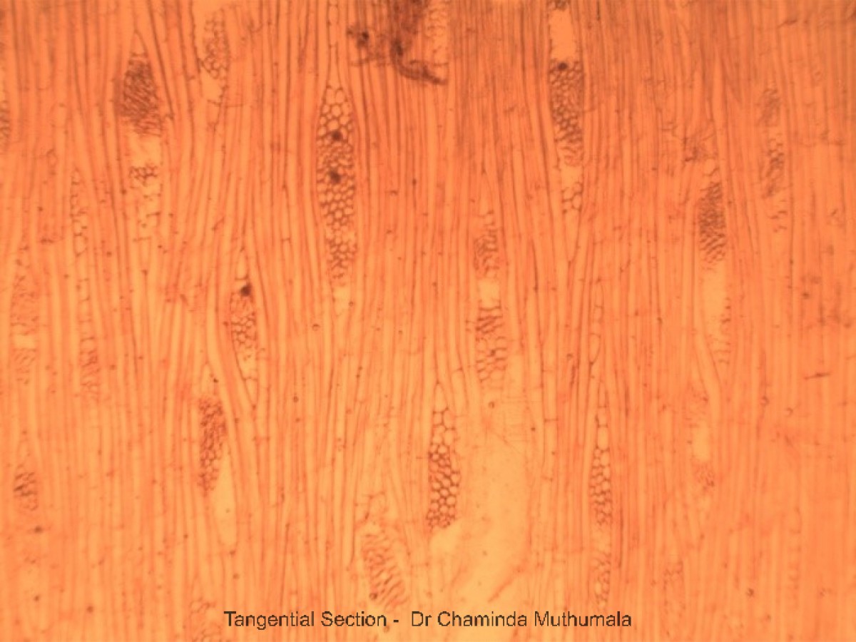 Artocarpus heterophyllus Lam.